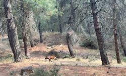 Kayıp yaşlı kadını arama çalışmalarına özel eğitimli köpekler de katıldı