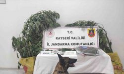 Kayseri’de 7 kök kenevir ele geçirildi: 1 gözaltı