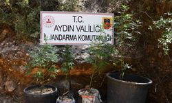 Kenevir yetiştiren şüpheliye eş zamanlı baskın