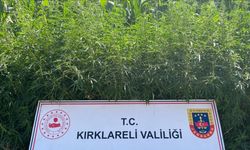 Kırklareli’nde 754 bin kök Hint keneviri ele geçirildi