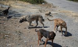 Kırsalda başıboş köpekler korku salıyor: Vatandaşlar tedirgin