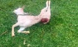 Mardin’de sokak köpekleri iki keçiyi telef etti