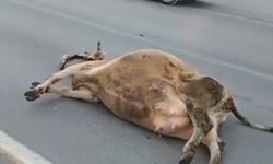 Muş’ta yola çıkan ineğe otomobil çarptı