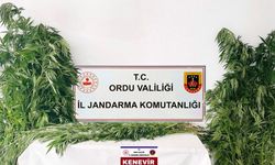 Ordu’da yasa dışı kenevir üretimine 3 tutuklama