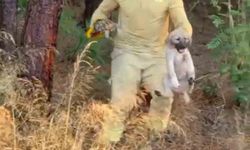 Orman ekipleri Çanakkale’de devam eden yangında kaplumbağa ve köpek yavrusunu kurtardı