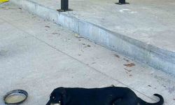 Osmaneli’nde aracın çarptığı köpek ameliyat edildi