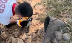 Osmaniye atık su kuyusunda mahsur kalan 2 yavru köpek kurtarıldı