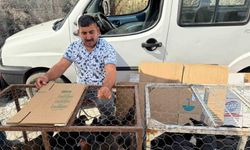Palet üzerinde yatan tilkilere sitem etti: "Tüm gün yatmak olmaz, kümeslerden tavuk çalın"