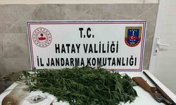 Payas’ta evinin bahçesinde hint keneviri yetiştiren şahıs yakayı ele verdi