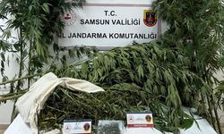 Samsun’da jandarma kenevir ve kubar esrar ele geçirdi