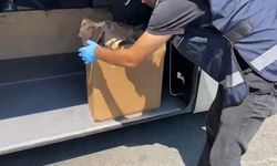 Samsun’da yolcu otobüsünde 2 kilo skunk ele geçirildi: 2 gözaltı