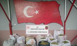 Şanlıurfa’da fıstık hırsızlığına 13 gözaltı