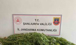 Şanlıurfa’da uyuşturucu operasyonu: 2 gözaltı