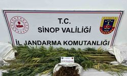 Sinop’ta 425 gram kubar esrar ve 56 kök kenevir bitkisi ele geçirildi