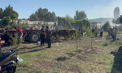 Yalova’da büyükbaş hayvanlar alevlerden son anda kurtarıldı