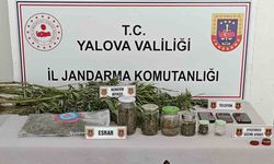 Yalova’da ormanlık alanda yasa dışı kenevir ekimi yapan 3 şüpheli yakalandı