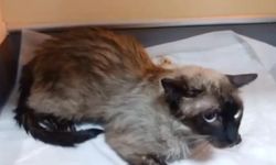 Yangından kurtarılan kediye itfaiye ekiplerinden kalp masajı