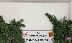 Yozgat’ta 243 kök kenevir ele geçirildi
