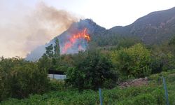 Hatay'da orman yangını çıktı