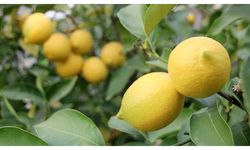 Limonda hasat başladı!