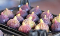Bursa siyah incirine AB darbesi