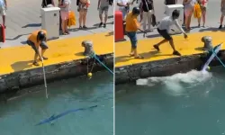 Nesli tükenme tehlikesindeki balık limanda zıpkınla vuruldu
