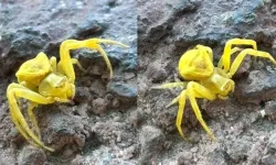 Türkiye'de nadir görülen yaratık Elazığ'da ortaya çıktı!