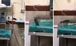 Farelerin bastığı yenidoğan ünitesindeki iki bebek hayatını kaybetti