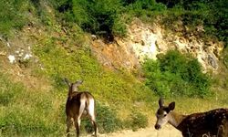 Bursa'da kızıl geyik ailesinin doğa gezisi kaydedildi
