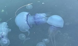 Marmara balıkçısı denizanası ve müsilajla mücadele ediyor