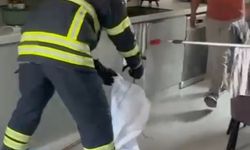 Adana’da mutfaktan çıkan yılan paniğe yol açtı