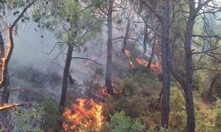 Adana’da orman yangını
