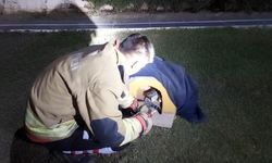 Balık misinasına dolanarak yaralanan kedinin imdadına itfaiye yetişti