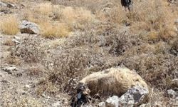 Başkale’de kurt saldırısı: Onlarca koyun telef oldu