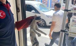 Batman’da platform arasında sıkışan kedi kurtarıldı