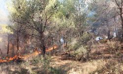 Çanakkale’de ormanlık alanda çıkan yangın kontrol altına alındı