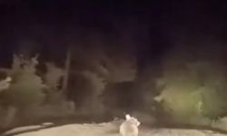 Bursa'da sürücü ayıyla burun buruna geldi