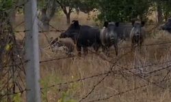 Elmadağ’da tarlada domuz sürüsü görüldü