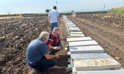 Halitpaşa’da arı ölümleri inceleme altında