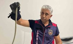 Hatay’da eve giren yılanları itfaiye yakaladı