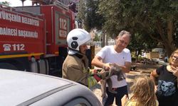 Hatay’da palmiyede mahsur kalan kedi ekipler tarafından kurtarıldı