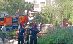 İzmir’de ağaç park halindeki otomobillerin üzerine devrildi