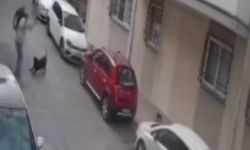 İzmir’de köpeğe kemerli şiddet
