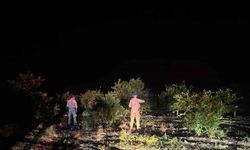 Jandarma ekipleri, narenciye hırsızlarına karşı devriyede