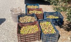 Jandarma’dan incir hırsızlarına suçüstü