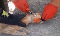 Kafası plastik kavanoza sıkışan kediyi itfaiye kurtardı