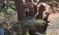 Kahramanmaraş’ta ormanlık alanda ağaç kesen 2 kişi yakalandı