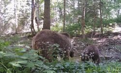 Kastamonu’da anne ayı ve yavrusu, su içerken fotokapana yakalandı