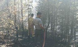 Kastamonu’da orman yangını: 10 dönümlük alan zarar gördü