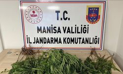 Manisa’da bahçesine kenevir eken kişi tutuklandı